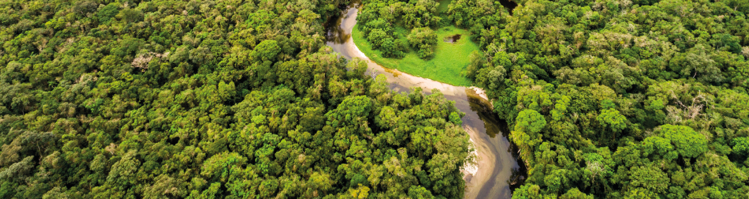 Bosque atravesado por una río